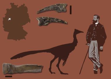 Die Handkralle und das Fragment des Mittelfußknochens, die in der neuen Studie als Überreste von Ornithomimosauriern identifiziert wurden. Silhouette eines unterkreidezeitlichen Ornithomimosauriers und eines Menschen als Größenvergleich.<br>Darstellung: Joschua Knüppe.
