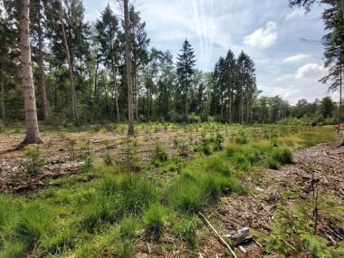 Über 1.000 Hektar Wald besitzt der Landschaftsverband Westfalen-Lippe. Der LWL setzt dabei auf gezielte Waldverjüngung und die Förderung von Mischwäldern: Nadelholzaufforstung in Ammeloe.<br>Bild: LWL/BLB 