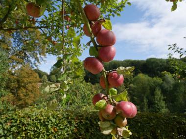 Herbstzeit ist Apfelzeit. Beim Kochkurs im Kloster Dalheim bereiten die Teilnehmerinnen und Teilnehmer Speisen rund um das Thema Apfel zu. <br>Foto: LWL/Dana Giebken