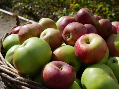 Auf den Apfel gekommen: Beim Ferienprogramm des Klosters Dalheim ernten Kinder Äpfel im Klostergarten und bereiten einen knusprigen Apfelcrumble zu.&lt;br&gt;Foto: LWL/Alexandra Buterus 