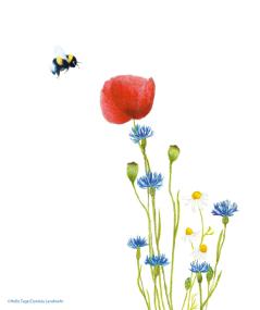 Die neue dreiteilige Vortragsreihe stellt die positiven Neuigkeiten der Erde in den Fokus.&lt;br&gt;Grafik: Helle Tage/Daniela Landwehr 