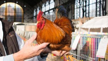 In der Maschinenhalle findet am Wochenende die Jahresschau der Rassegeflügelzüchter des Kreisbandes Groß-Dortmund und Lünen statt.&lt;br&gt;Foto: LWL/ Annette Hudemann 
