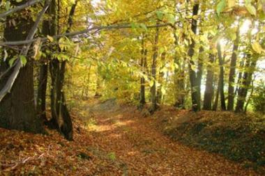 Die Wallhecken und Landwehren stehen im Mittelpunkt eines Vortrags von Dr. Bernd Tenbergen im Dobergmuseum Bünde.<br>Foto: Bernd Tenbergen