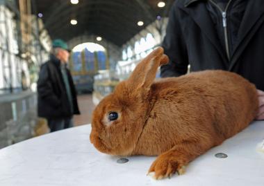 In der Maschinenhalle werden am Wochenende die nach Fell, Form und Farbe schönsten Kaninchen gekürt.&lt;br&gt;Foto: LWL / Jürgen A. Appelhans 