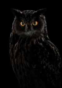 Auf eine Nacht im Museum dürfen sich alle Naturinteressierten im LWL-Museum für Naturkunde und seinem Planetarium freuen.&lt;br&gt;Foto: LWL/Steinweg 