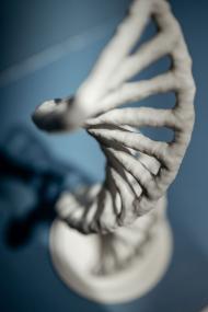 Ein Werkstattgespräch zum Thema Gene findet am 18. Dezember im LWL-Museum für Naturkunde statt.&lt;br&gt;Foto: LWL/Steinweg 