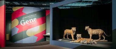 Die Gene gibt es im LWL-Museum für Naturkunde zu erforschen.<br>Foto: LWL/Steinweg