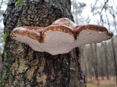 Tipp: Baumpilze wie diesen Birkenporling, kann man auch im Winter finden und bei Observation.org melden.<br>Foto: Observation.org/Winnie Hübner