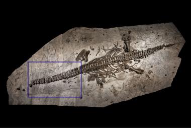 Eine Einzelplatte des Westphaliasaurus simonsensii (siehe Markierung) ist von Februar bis April im Dobergmuseum in Bünde zu sehen. Sie zeigt seine Halswirbelsäule.<br>Foto: LWL/Oblinczyk 