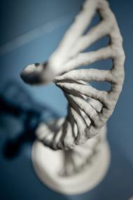 Zu einem Werkstattgespräch zum Thema Gene lädt die Universität Münster ins LWL-Museum für Naturkunde ein.<br>Foto: LWL/Steinweg