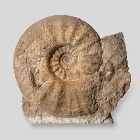 Ein Name für das Wahrzeichen des LWL-Museums für Naturkunde wird gesucht. <br>Foto: LWL/Steinweg