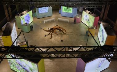 Blick in die Ausstellung "Industrie-Insekten": Rund um einen großen Hirschkäfer aus Stahl gruppieren sich acht Module mit Informationen und großen Bildschirmen, auf denen die Insektenaufnahmen Ute Matzkows und Klaus Rieboldt als Slideshows. <br>Foto: LWL / Tobias Sitko