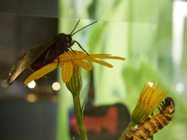 Eine andere Welt: Insekten stehen im Fokus der aktuellen Sonderausstellung.<br>Foto: LWL/ Sitko