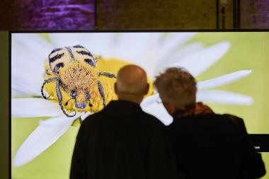 Die neue Sonderausstellung auf der Zeche Zollern nimmt die Welt der Insekten in den Fokus.<br>Foto: LWL/ Philipp Harms 