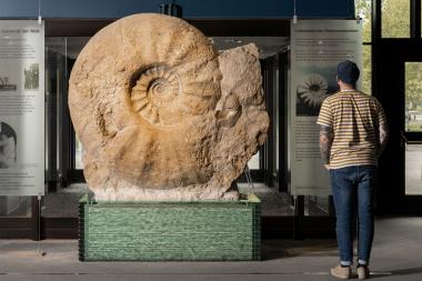 Der Riesenammonit Parapuzosia seppenradensis hat nun seinen Spitznamen "Seppi" erhalten. <br>Foto: LWL/Steinweg