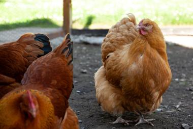 Ein Besuch bei den Hühnern im Arbeitergarten der Zeche Zollern gehört zum Osterprogramm für Familien.<br>Foto: LWL/ Mona Dierkes 
