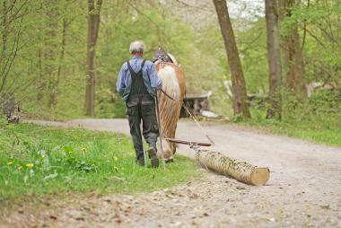 Die Arbeit mit Kaltblutpferden können Interessierte während des Workshops hautnah erleben.<br>Foto: LWL/Jähne