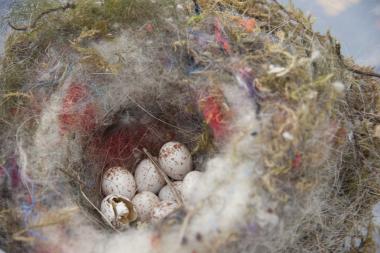 "Von Vogelnestern, Singvögeln und anderen Frühlingsboten" lautet das Motto der Zechen-Safari am Samstag (11.4.).<br>Foto: LWL 