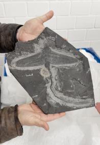 Das Fossil des Fluginsekts Homoioptera vorhallensis aus Hagen-Vorhalle wurde vom Ruhr Museum entliehen und ist einer der Stars in der neuen Sonderausstellung "über-Leben zwischen Dinos und Schuppenbäumen" in Münster.<br>Foto: LWL/Blank