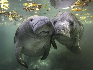 Manja Voß spricht im Dobergmuseum in Bünde über die Evolution von Seekühen. <br>Foto: ©Gregory Sweeney 