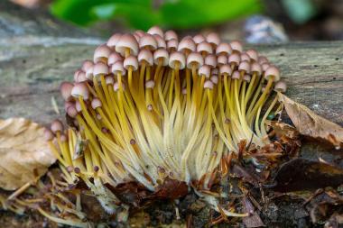 Fabio Peretzke und Markus Pischel sprechen im LWL-Dobergmuseum in Bünde über die Bedeutung von Pilzen im Ökosystem Wald. <br>Foto: ©Carina Süß