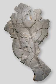 Ein bedeutendes Objekt in der neuen Ausstellung ist der versteinerte Teil der Krone eines Schuppenbaumes. <br>Foto: LWL/Steinweg