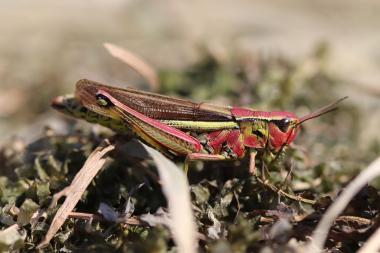 Die Sumpfschrecke Stetophyma grossum ist im feuchten Grünland häufig. Einzigartig ist ihre Tonerzeugung: Sie macht Knickgeräusche durch ruckartiges Strecken der Hinterbeine.<br>Foto: Martin Husemann 