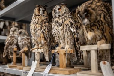 Einblicke in die Sammlungen des LWL-Museums für Naturkunde gibt eine Führung durch das Zentralmagazin in der Speicherstadt in Münster. <br>Foto: LWL/Steinweg