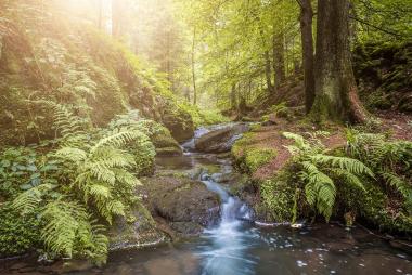 Idyllischer Bachlauf im Teutoburger Wald.<br>Foto: LWL/Steinweg