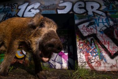 Schwein gehabt: Dieses Wildschwein fotografierte Sven Meurs in Berlin. Beim Rundgang durch die Outdoor-Ausstellung "Großstadt Wildnis" erzählt er, warum Wildtiere in die Städte kommen und wie sie inmitten der für Menschen gemachten Umwelt leben.<br>Foto: Sven Meurs