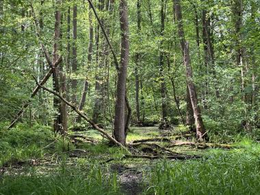 Die Gehölzflora des Naturschutzgebiet Am Bagno-Buchenberg können Interessierte mit der Artenakademie erkunden.<br>Foto: Felix Althoff