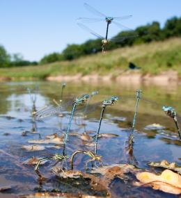 Federlibellen paaren sich in Gewässernähe und legen ihre Eier in untertauchte Pflanzenteile im Uferbereich.<br>Foto: Jan Ole Kriegs