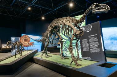 Die Paläontologische Landesausstellung "überLeben zwischen Dinos und Schuppenbäumen" ist ab dem 10. Juli im LWL-Museum für Naturkunde zu sehen.<br>Foto: LWL/Steinweg