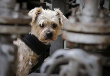 Eine Führung mit Vierbeinern bietet das LWL-Museum Schiffshebewerk am 25. Juli an.<br>Foto: LWL / Alexandra Gerlach