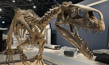 Der Raubsaurier eröffnet seltene Einblicke in die Lebenswelt an Land in einer Zeit, aus der in Nordrhein-Westfalen sonst vor allem Meeresfossilien bekannt sind.<br>Foto: LWL/Fialla