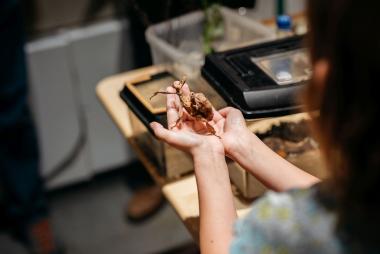 Die "Lange Nacht der Insekten" im LWL-Museum für Naturkunde lädt dazu ein, die artenreichste Tiergruppe der Erde zu entdecken.<br>Foto: LWL/Christoph Steinweg
