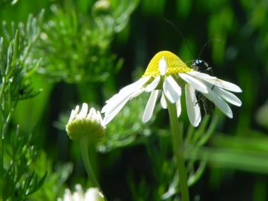 Die Halde Zollern beeindruckt durch ihre einzigartige Flora und Fauna. <br>Foto: Wolfgang Kienast