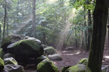 Die Großsteingräber bei Wersen (Kreis Steinfurt) sind eine Gruppe von ehemals drei Grabanlagen der jungsteinzeitlichen Trichterbecherkultur.<br>Foto: Altertumskommission/ Leo Klinke