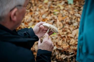 Zu zwei Pilzexkursionen können Interessierte mit der LWL-Artenakademie aufbrechen.<br>Foto: LWL/Christoph Steinweg 