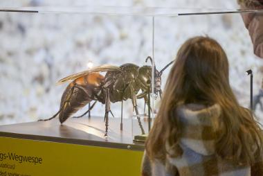 Kleine Wunder ganz groß: Auf Zeche Zollern begegnen Kinder Insekten auf Augenhöhe.<br>Foto: LWL/ Philipp Harms