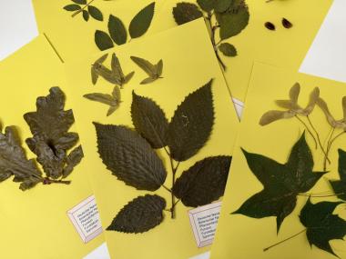 Im Workshop "Dein Herbarium - Natur zum Aufblättern" legen Kinder zwischen sechs und zwölf Jahren ihre eigene Pflanzensammlung an. Foto: LWL/Uffmann