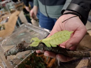 Noch ein letztes Mal können Kinder und Erwachsene auf Zollern hautnah Insekten des Dortmunder Zoos wie dieses "Wandelnde Blatt" kennenlernen.<br>Foto: LWL / Annette Kritzler