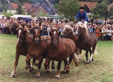 180 Kaltblutpferde kommen nach Detmold<br>Foto: LWL</br>