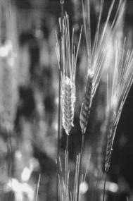 Einkorn, eine Getreideart aus der Steinzeit.    Foto: R. Büschoff-Thale