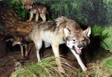 Der Urahn des Hundes in der Ausstellung in Münster <br>Foto: LWL/Egbert</br>