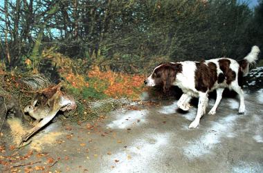 Der kleine Münsterländer, ein Vorstehhund verharrt in bewegungsloser Haltung vor dem gefundenen Wild. <br>Foto: LWL/Egbert</br>