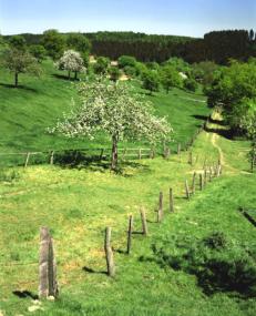 Was auf den ersten Blick ledigleich wie eine idyllische Landschaft aussieht, offenbart sich beim genauen Hinsehen als Bodendenkmal: die Dorfwüstung Edinghausen bei Bad Wünnenberg im Kreis Paderborn mit ihren südlichen Terassenäckern. <br>Foto: LWL</br>