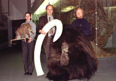 Werner Beckmann, Chefpräparator im LWL-Naturkundemuseum (v.r.), Ausstellungsmacher Dr. Bern Tenbergen und seine Mitarbeiterin Sandy Reh präsentieren mit einem Mammutstoßzahn un dem Fell eines Moschusochsens die "Zutaten" für einen lebensgroßen Mammut, der der Star der neuen Dauerausstellung wird. Diese Ausstellung beschäftigt sich auch mit dem Kommen und Gehen von Arten in Westfalen. <br>Foto: LWL</br>