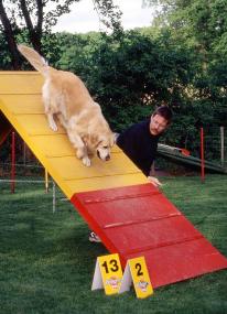 Die sportlichen Hunde und ihre Herrchen stellen am Sonntag im LWL-Naturkundemuseum ihre Sportart 'Agility' vor. <br>Foto: LWL/Thomas</br>