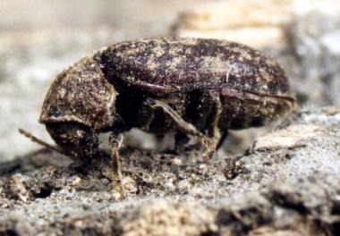 Der Nagekäfer ist der Alptraum jedes Denmalpflegers.<br>Foto: LWL</br>